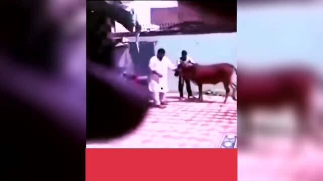 观看搞笑爆料视频大全,搞笑爆料视频大全集锦